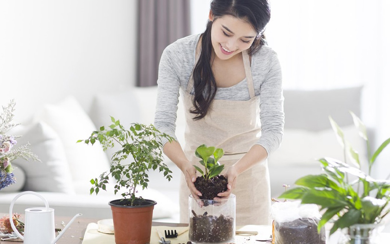 cây để bàn văn phòng