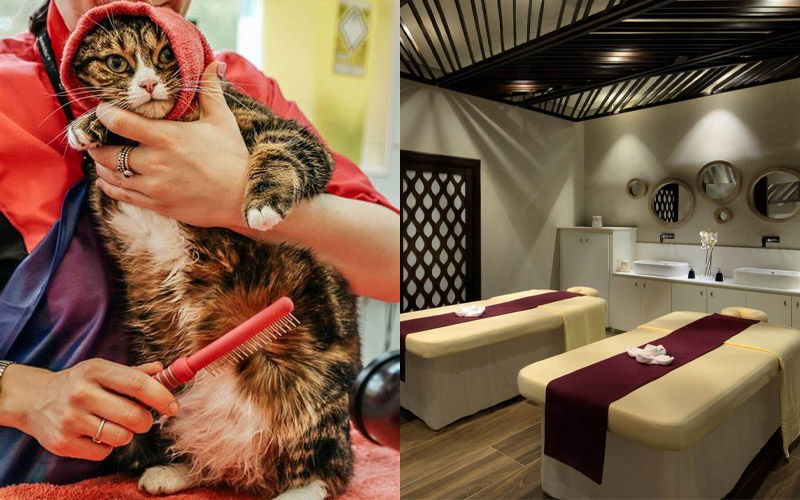 thiết kế spa thú cưng