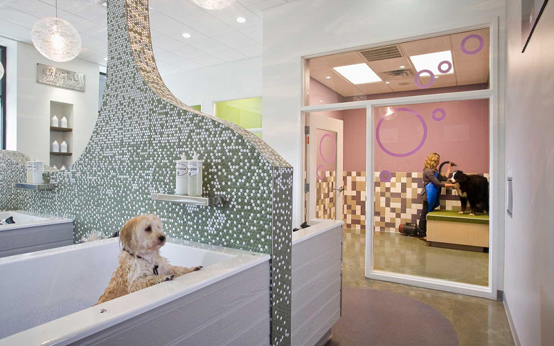thiết kế spa thú cưng
