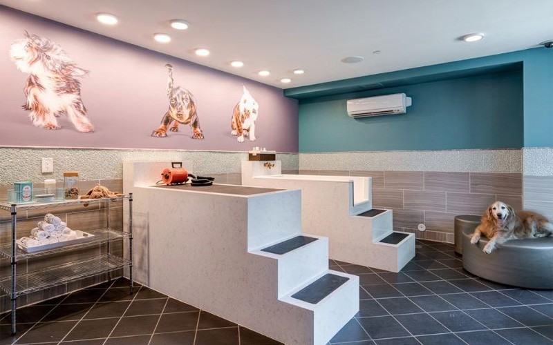 thiết kế spa thú cưng